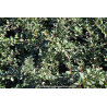 COTONEASTER dammeri \'Eichholz\'