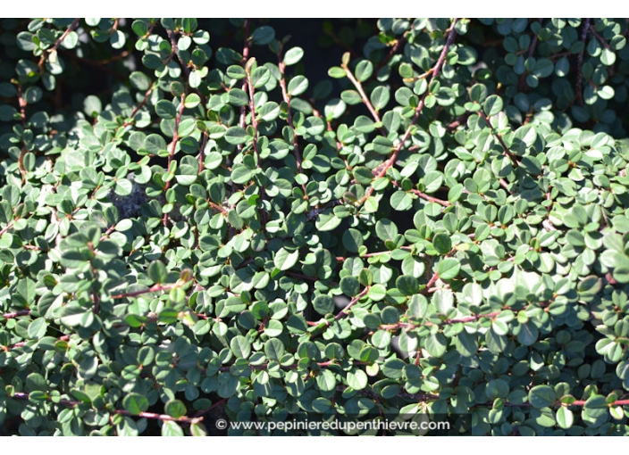 COTONEASTER dammeri 'Green Carpet' COTONEASTER dammeri 'Green Carpet'