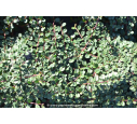 COTONEASTER dammeri 'Green Carpet' COTONEASTER dammeri 'Green Carpet'