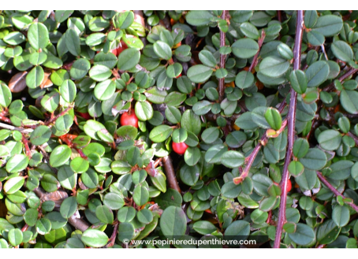 COTONEASTER dammeri 'Green Carpet' COTONEASTER dammeri 'Green Carpet'