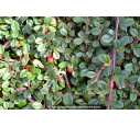 COTONEASTER dammeri 'Green Carpet' COTONEASTER dammeri 'Green Carpet'
