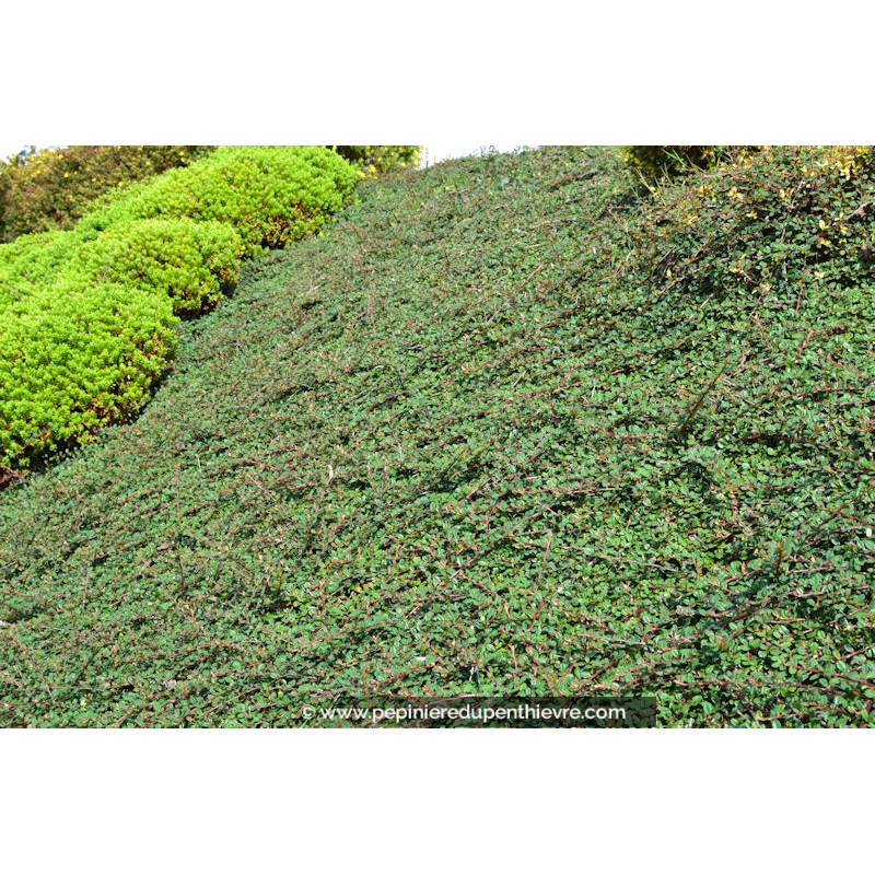 COTONEASTER dammeri 'Green Carpet'