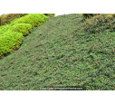 COTONEASTER dammeri 'Green Carpet' COTONEASTER dammeri 'Green Carpet'