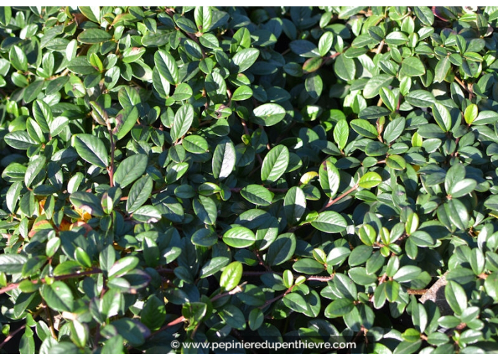 COTONEASTER dammeri 'Major'