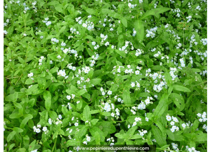 MYOSOTIS palustris