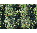 COTONEASTER dammeri 'Radicans' COTONEASTER dammeri 'Radicans'