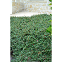 COTONEASTER microphyllus \'Streib\'s Findling\'
