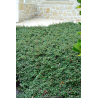 COTONEASTER microphyllus \'Streib\'s Findling\'