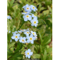 MYOSOTIS palustris