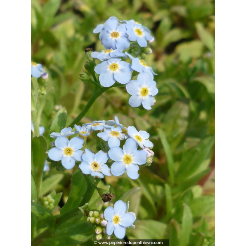 MYOSOTIS palustris