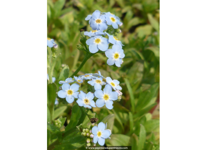 MYOSOTIS palustris