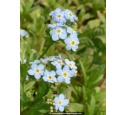 MYOSOTIS palustris