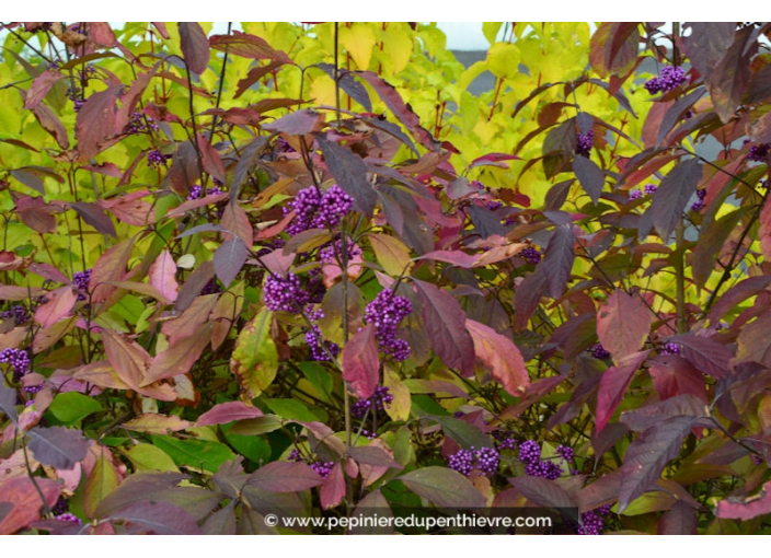 CALLICARPA bodinieri 'Profusion'