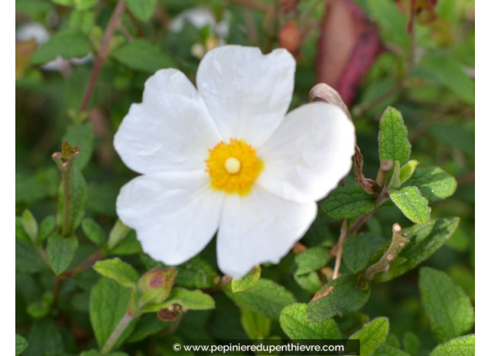 CISTUS x corbariensis