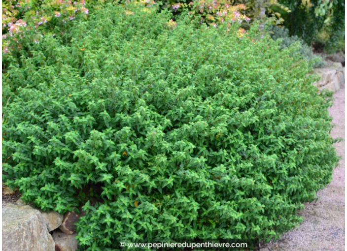 CISTUS x corbariensis