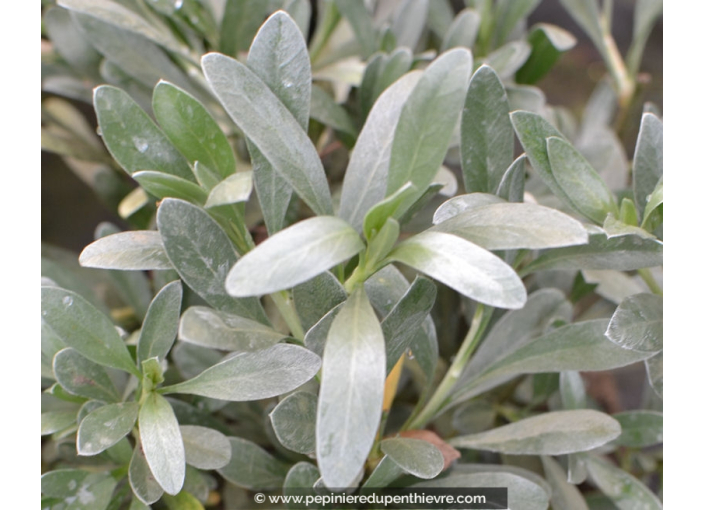 CONVOLVULUS cneorum CONVOLVULUS cneorum