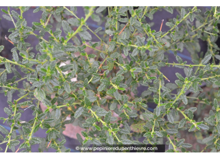 CEANOTHUS x 'Concha' CEANOTHUS x 'Concha'