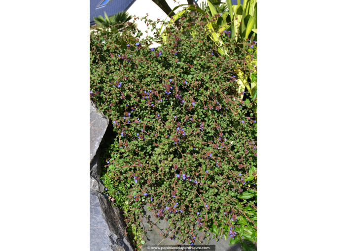 CERATOSTIGMA willmottianum CERATOSTIGMA willmottianum