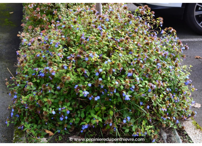 CERATOSTIGMA willmottianum CERATOSTIGMA willmottianum