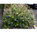 CERATOSTIGMA willmottianum CERATOSTIGMA willmottianum