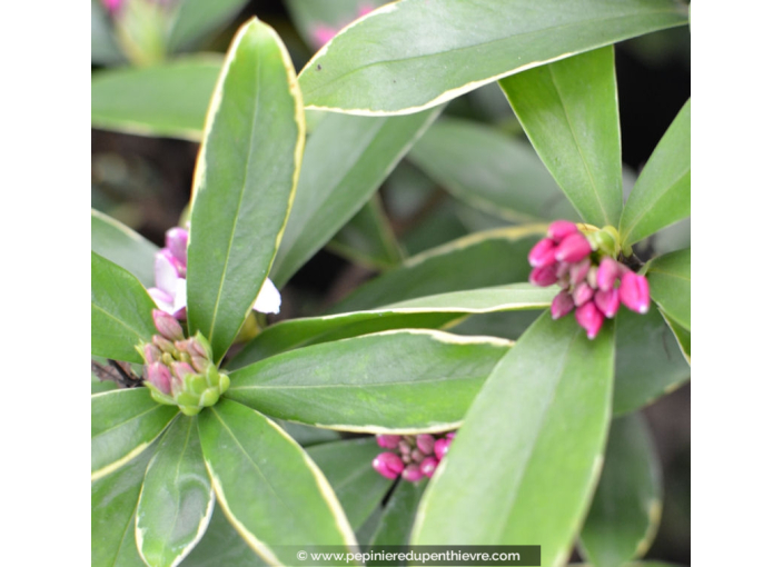 DAPHNE odora 'Aureomarginata'