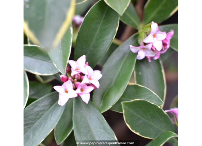DAPHNE odora 'Aureomarginata'