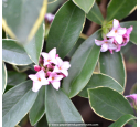 DAPHNE odora 'Aureomarginata'