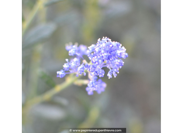 CEANOTHUS x 'Italian Skies' CEANOTHUS x 'Italian Skies'