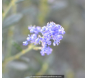 CEANOTHUS x 'Italian Skies' CEANOTHUS x 'Italian Skies'