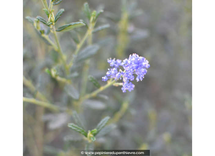 CEANOTHUS x 'Italian Skies' CEANOTHUS x 'Italian Skies'