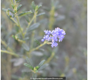 CEANOTHUS x 'Italian Skies' CEANOTHUS x 'Italian Skies'