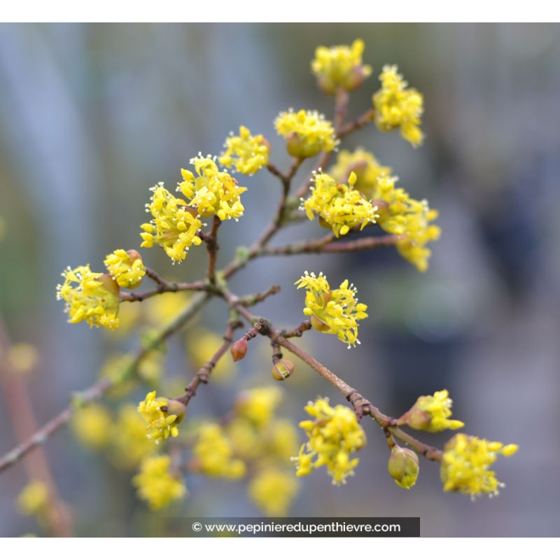 CORNUS mas