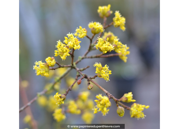 CORNUS mas