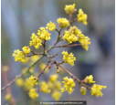 CORNUS mas
