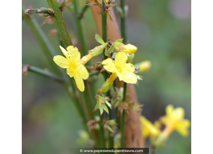 JASMINUM nudiflorum JASMINUM nudiflorum