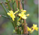 JASMINUM nudiflorum JASMINUM nudiflorum
