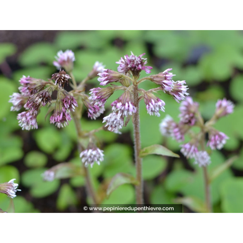PETASITES fragrans
