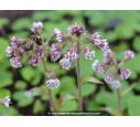 PETASITES fragrans