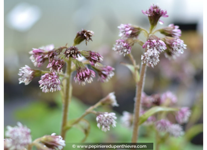 PETASITES fragrans