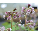 PETASITES fragrans