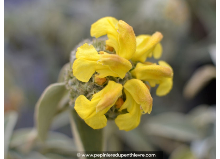 PHLOMIS fruticosa