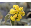 PHLOMIS fruticosa