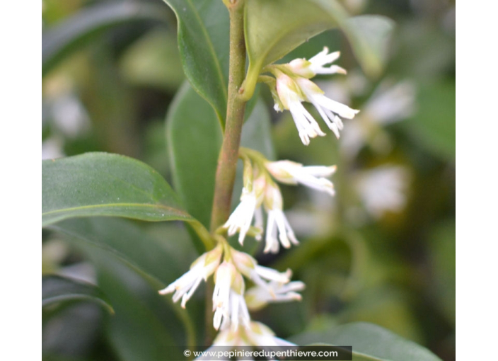 SARCOCOCCA confusa SARCOCOCCA confusa