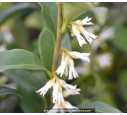 SARCOCOCCA confusa SARCOCOCCA confusa