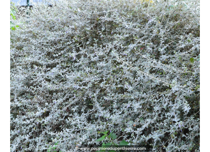 TEUCRIUM fruticans