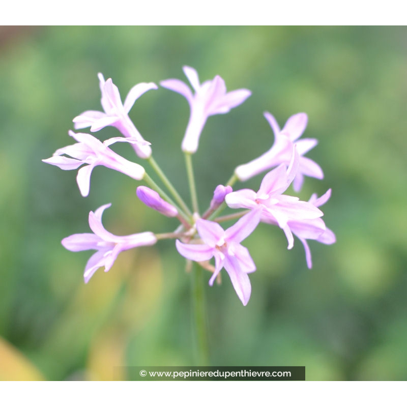 TULBAGHIA violacea 'Silver Lace'