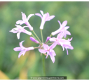 TULBAGHIA violacea 'Silver Lace'