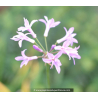 TULBAGHIA violacea \'Silver Lace\'