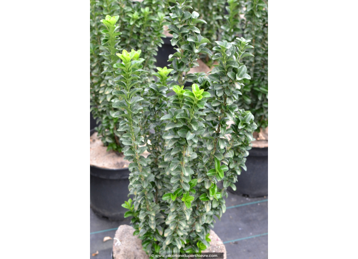 EUONYMUS japonicus 'Benkomasaki' EUONYMUS japonicus 'Benkomasaki'