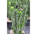 EUONYMUS japonicus 'Benkomasaki' EUONYMUS japonicus 'Benkomasaki'